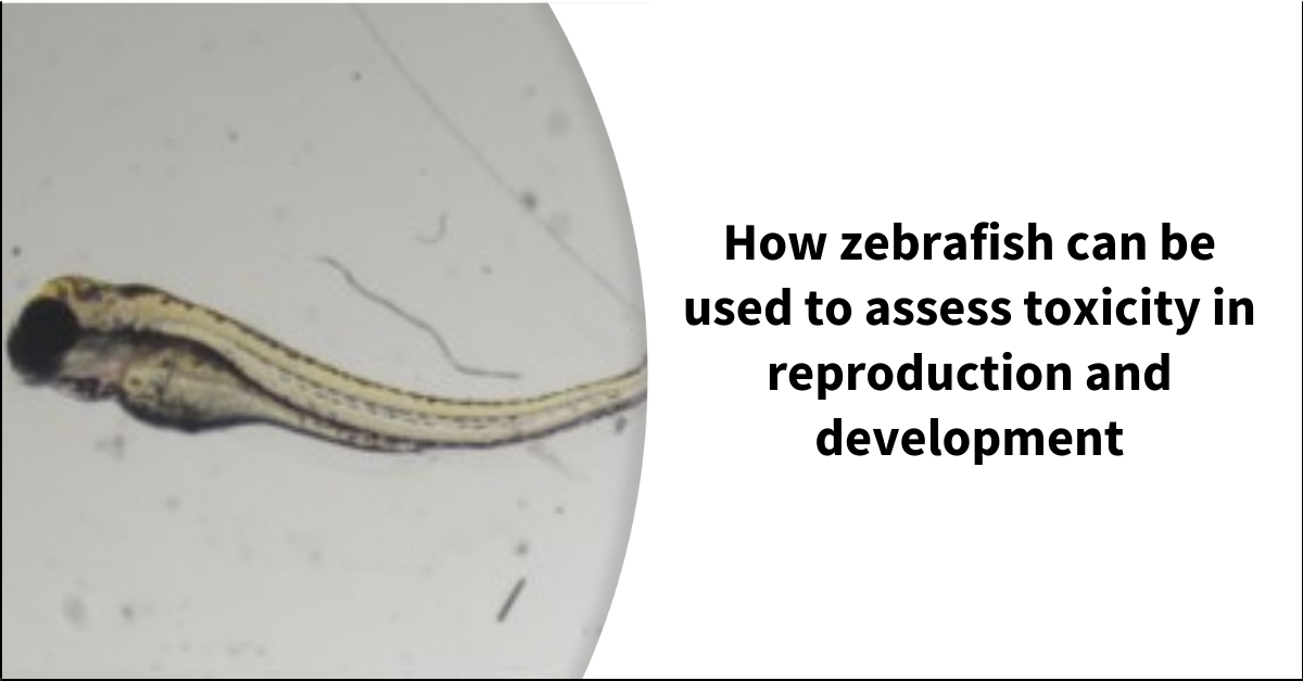 How zebrafish can be used to assess toxicity in reproduction and